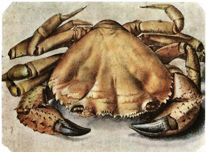 Albrecht Durer Lobster 1495 Watercolour and gouache France oil painting art
